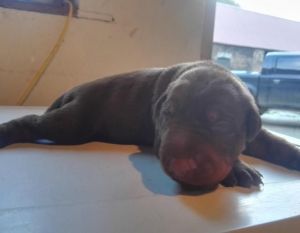 Doberman pinscher for sale