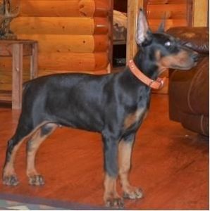 lovely Doberman pinscher for sale.