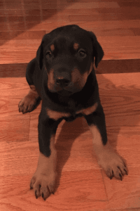 Z-factor-free AKC Doberman Pinscher Puppies