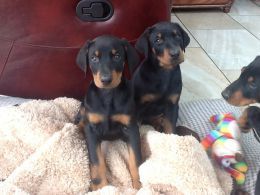 Fabulous Dobermann Babies