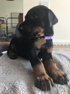Ready Now AKC Reg Dobermann Girl Puppy