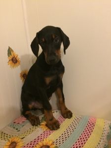DOBERMAN PUPPIES