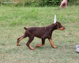 AKC Registered Doberman Puppies For Sale