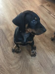 AKC Registered puppies