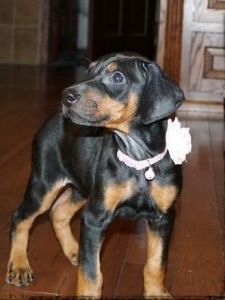 Adorable Doberman Pinchers puppies ready