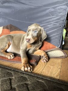 Doberman pinscher puppies for sale