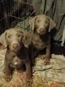 Doberman 2 males