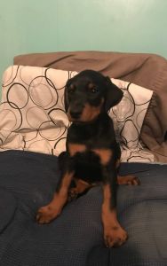 Akc full blooded Doberman puppies