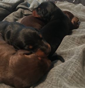 Akc full blooded Doberman puppies