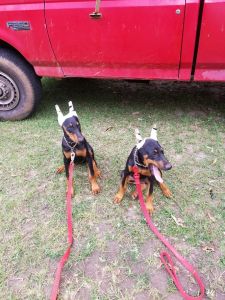 AKC Doberman puppies
