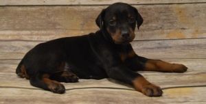 Very Friendly Doberman Pinscher Puppies