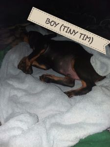 Doberman Pinscher puppies