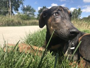 6 Month old Doberman Lab