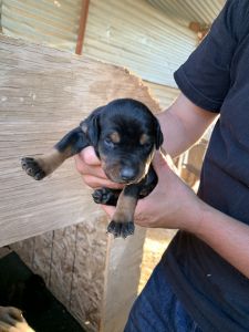 Doberman puppies