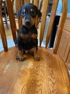 Doberman Pinscher puppies