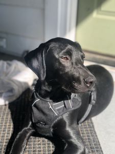 Black Lab/Doberman 7 mo male puppy