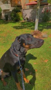 Doberman Shepard 9 months old.