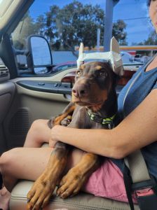 Doberman pinscher puppies