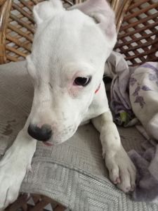 2 months old dogo argentino puppy for sale in bhopal for rs 16000