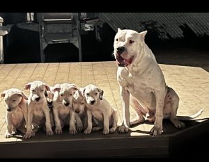 Dogo Argentino puppies