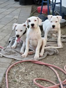 Dogo Argentino pure blood, dad brought from Argentina mom from USA