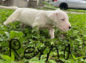Dogo Argentina puppies for sale