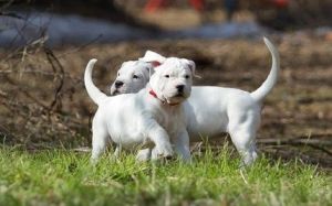 Dogo Argentino puppies for sale