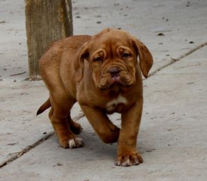 diplomatic Dogue de Bordeaux Puppies