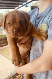 Dogue de Bordeaux