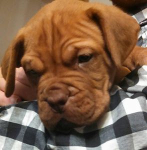 CKC registered puppies