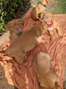 Purebred French Mastiff/Dogue De Bordeaux puppies for sale.