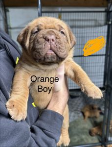 Puppies French Mastiff’s