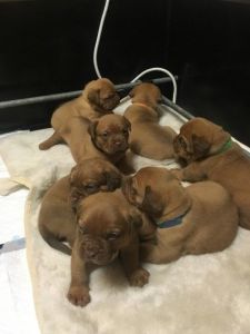 Dogue De Bordeaux puppies