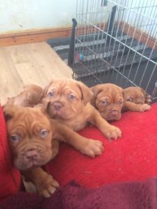 Kc Registered Dogue De Bordeaux Pups