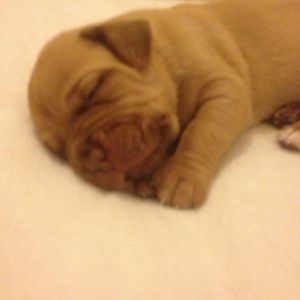 Kc Reg Dogue De Bordeaux Puppies