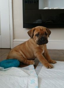 Ready Now - Kc -1 Bitch Left - No Endorsements