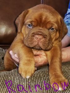 Dogue De Bordeaux