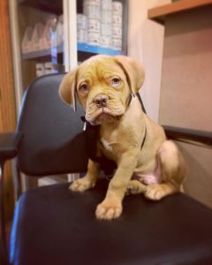 Excellent litters of 6 dogue de bordeaux puppies available