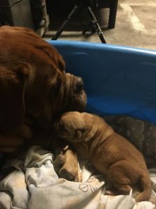 Female Dogue de Bordeaux Puppies for Sale