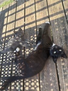 Male neutered loving cat