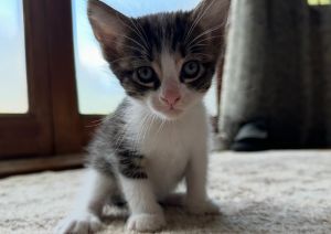 Playful affectionate kittens need a good home.