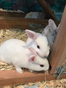 Adorable Baby Bunnies