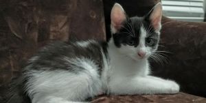 Male Kitten