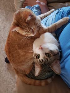 Rehoming a male and female kitty