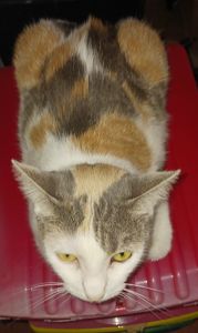 Domestic Shorthaired Cat Cats for sale in Nundah, Queensland. price: $130