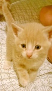 Kittens need a forever home