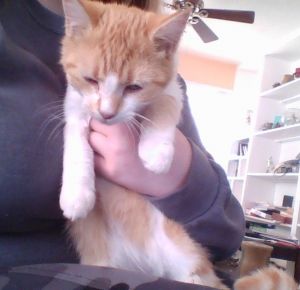 Five month old orange and white female kitten