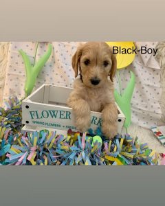 F2b mini double doodles