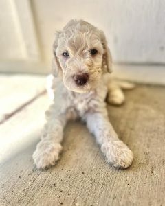 Double doodle ready April 3rd