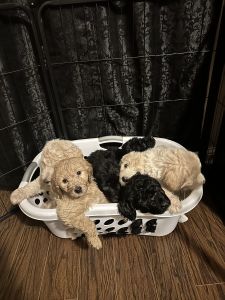 PUPPIES FOR SALE